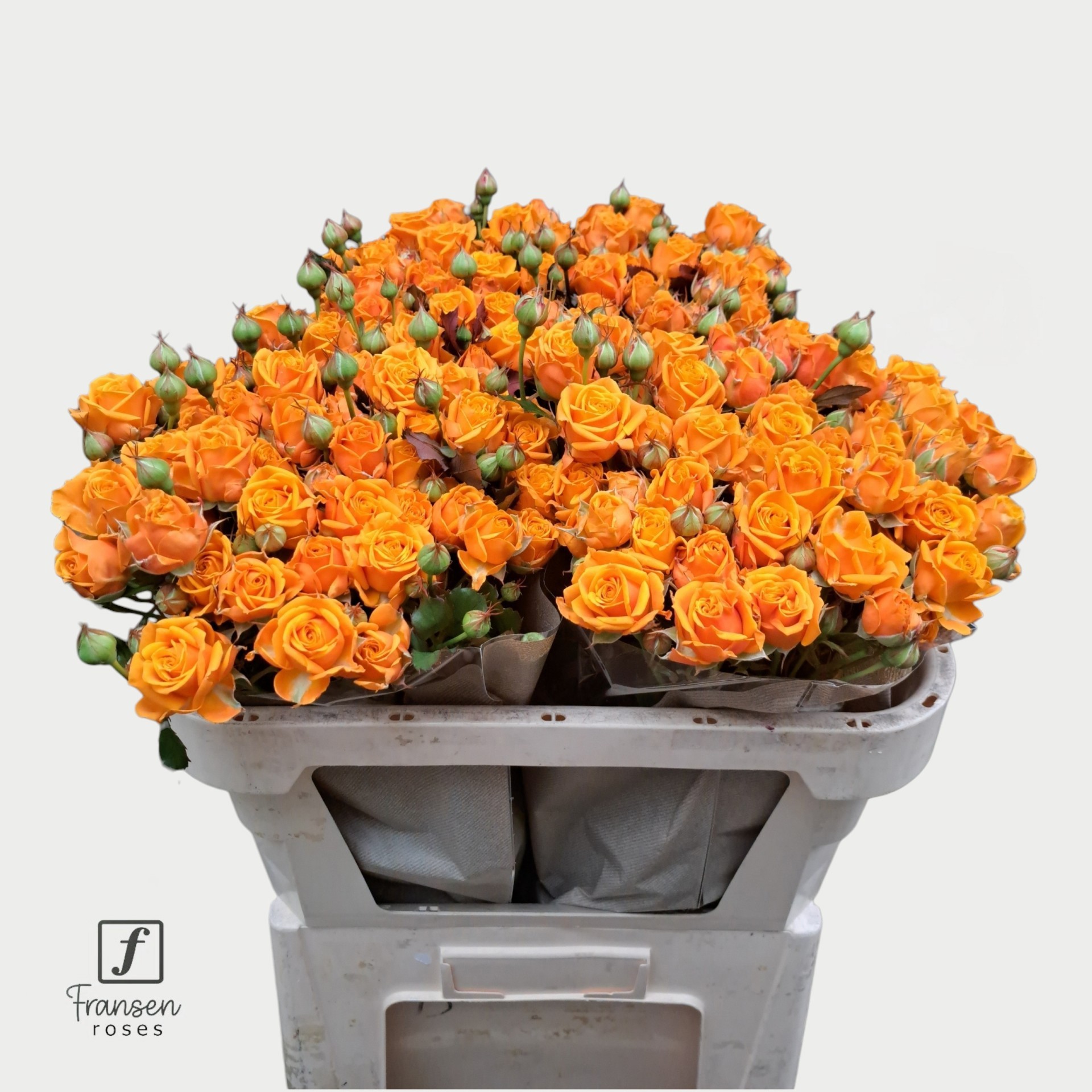 R Tr Orange Queen