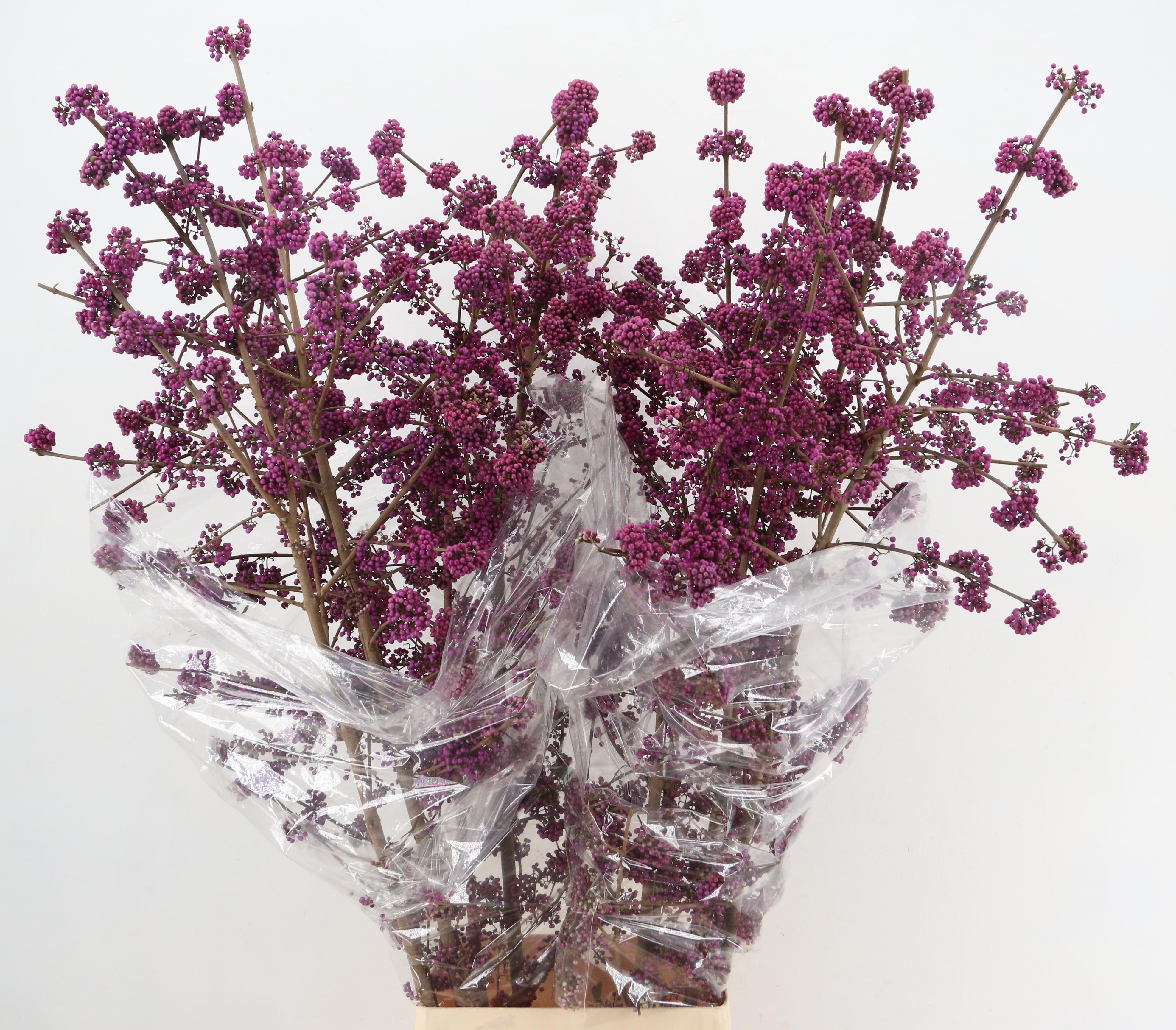 Callicarpa Bod Profu