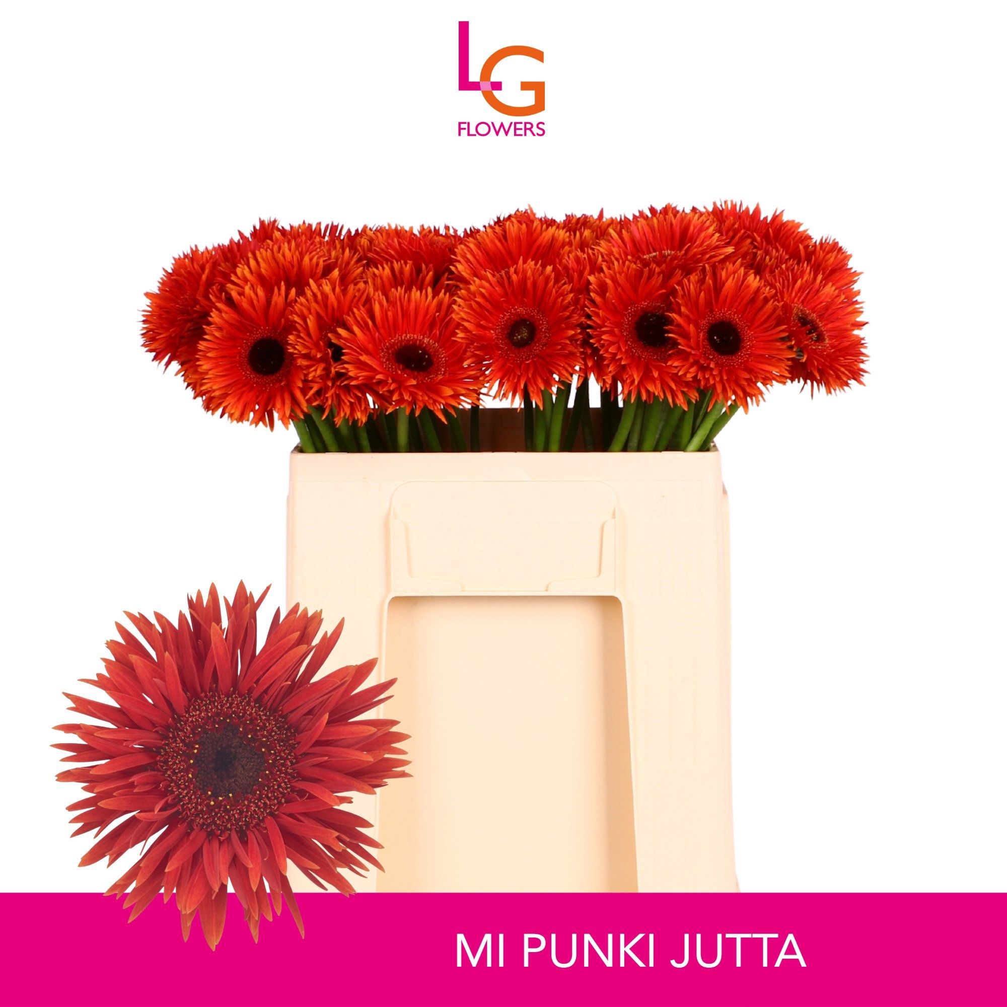 Ge Ms Punki Jutta