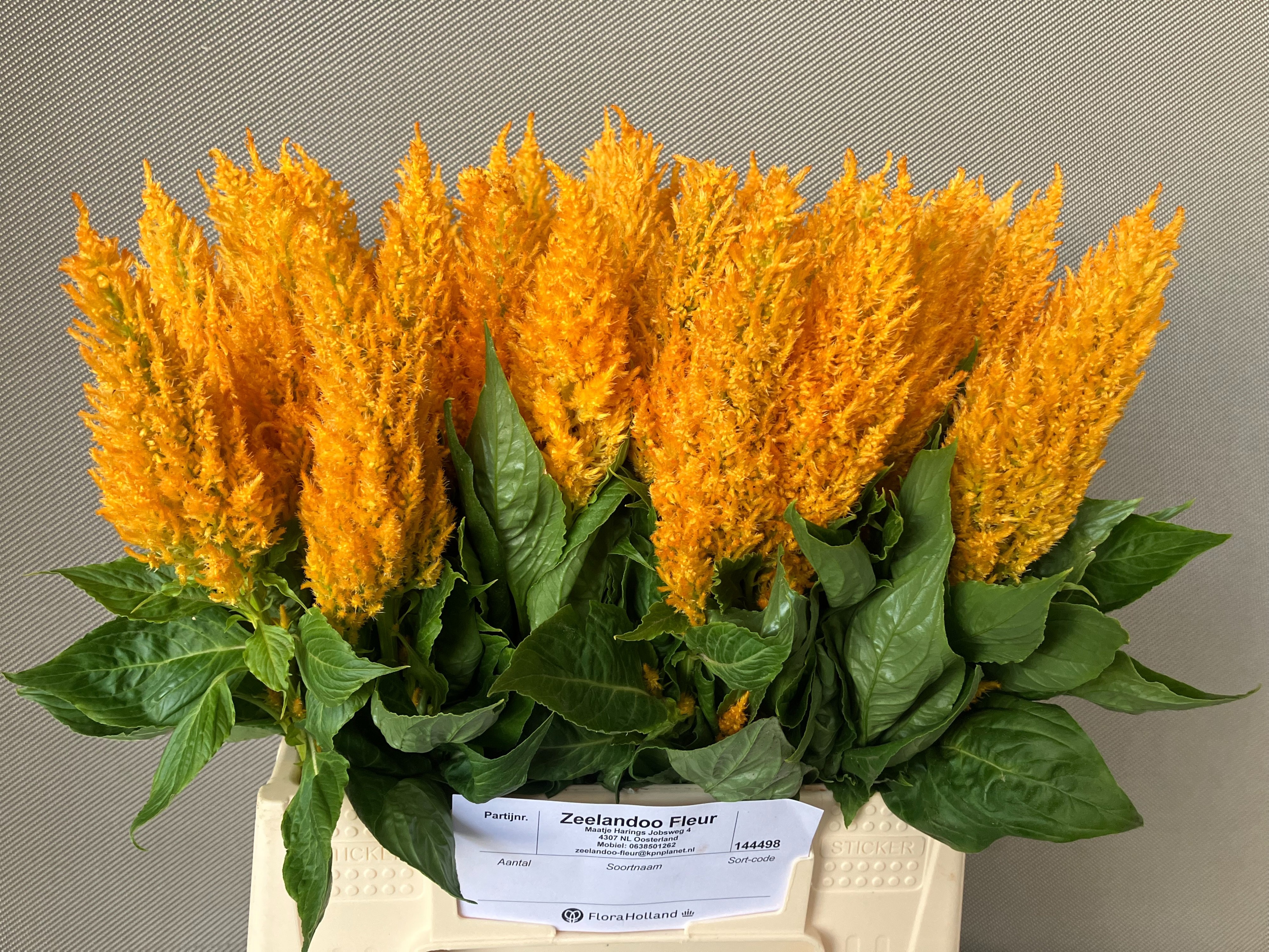 Celosia Feather Century Yellow 45cm