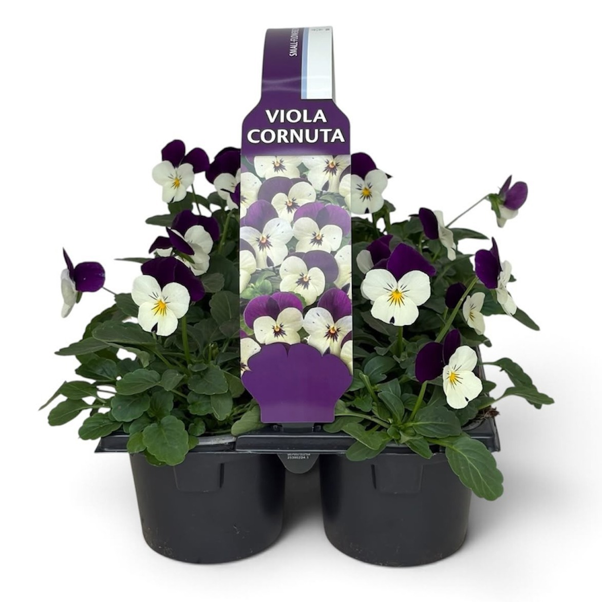 Viola Sixpack Viola Cornuta Violet en White