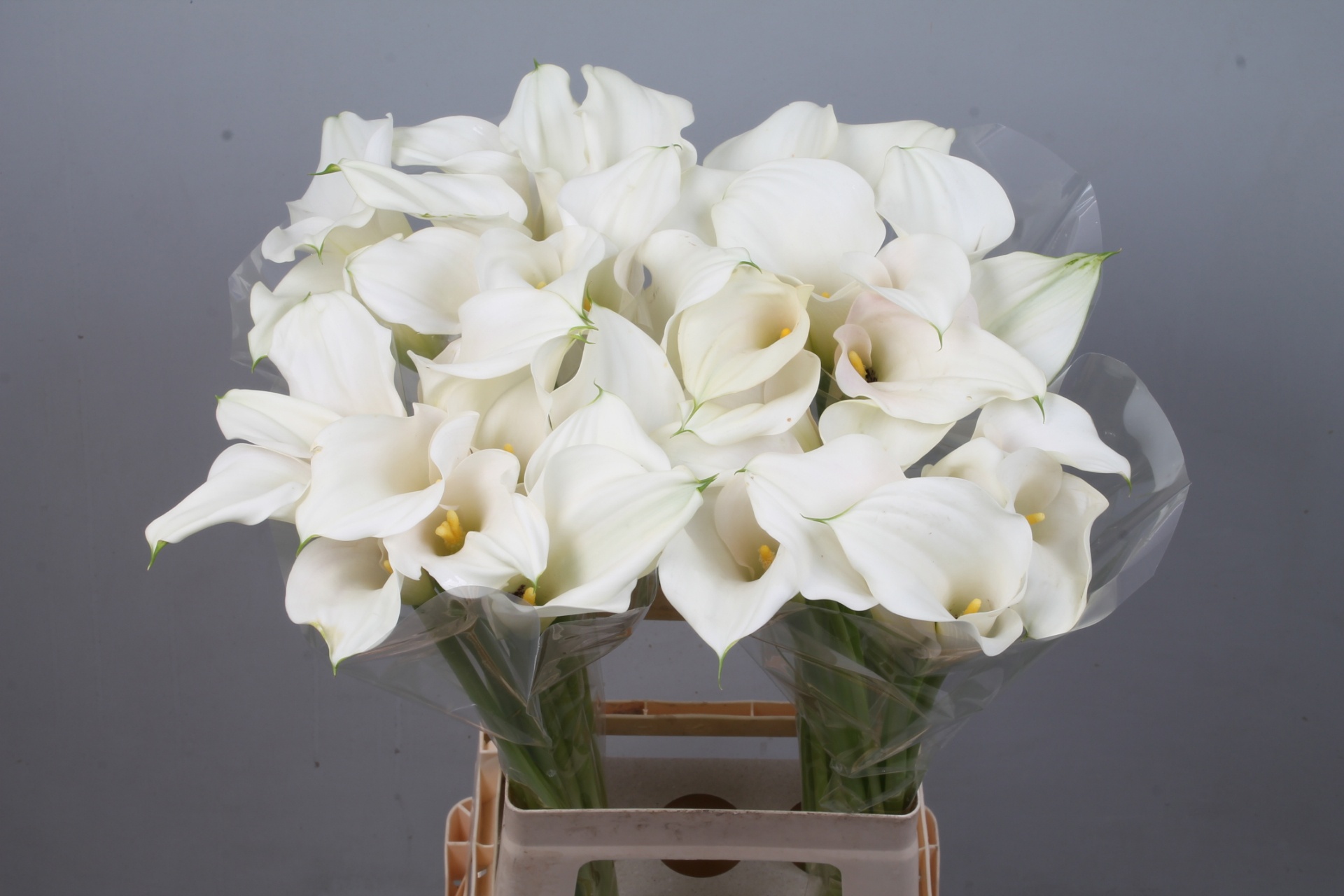 Calla Capt Ventura 70cm