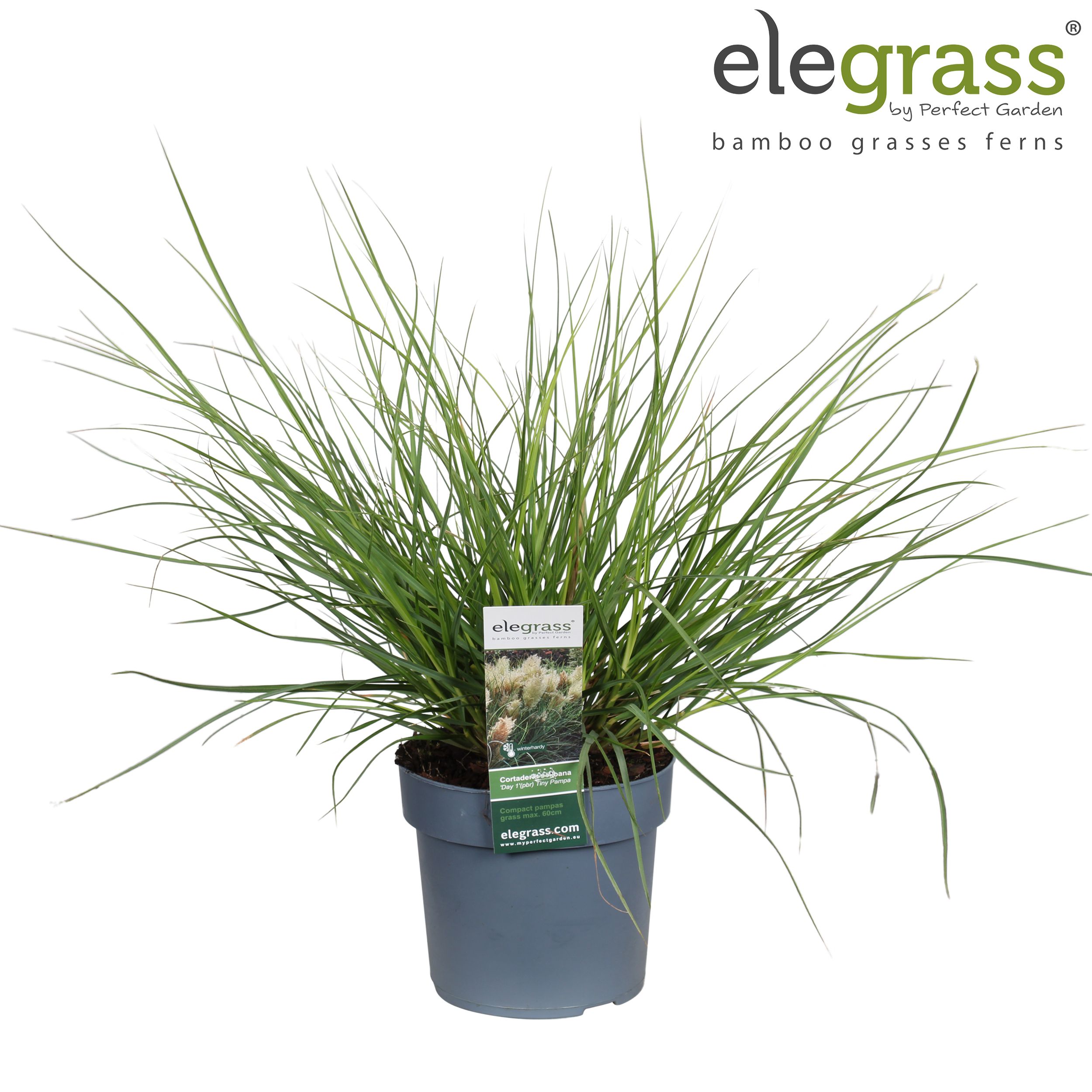 Picture of Cortaderia selloana 'Tiny Pampa' P19
