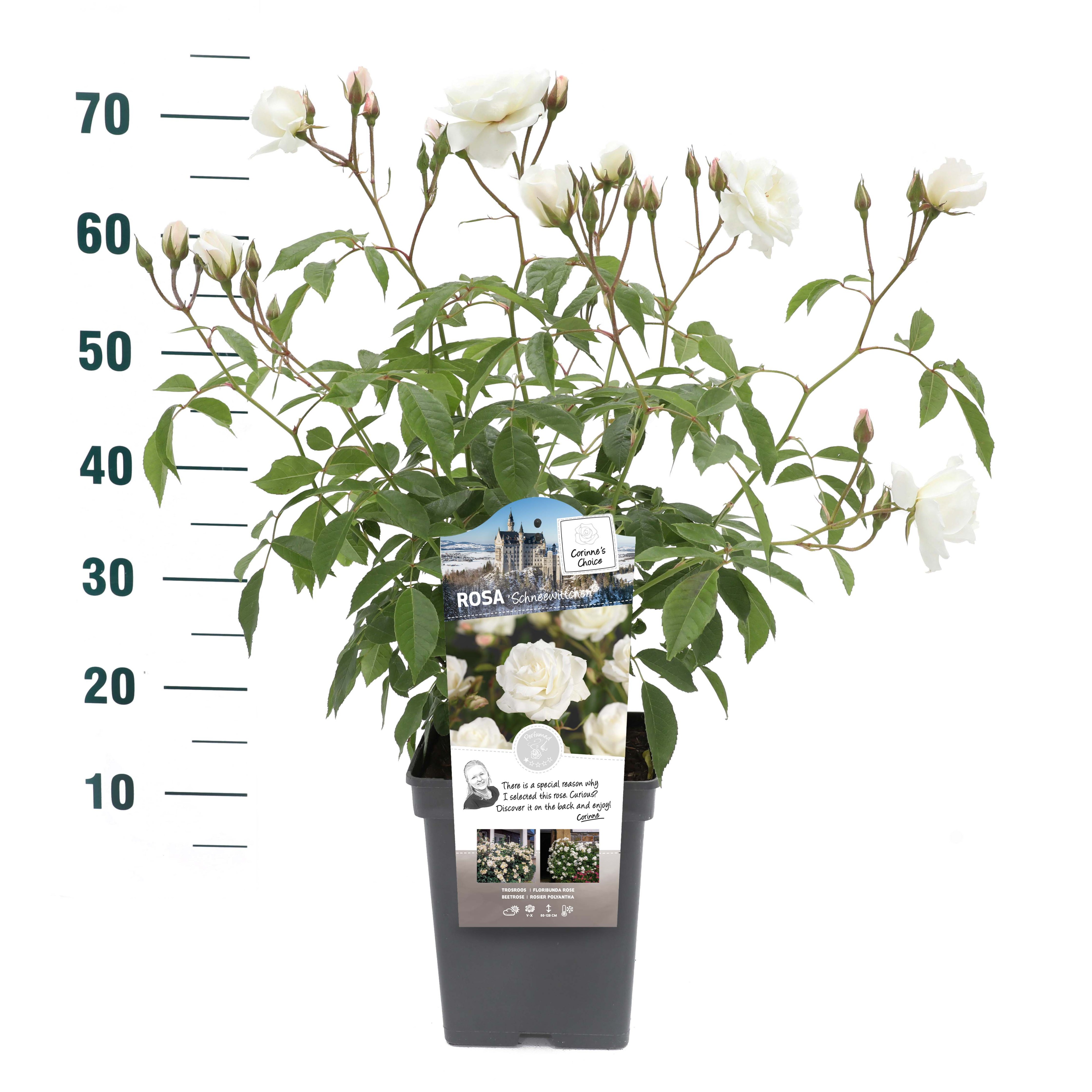Rosa 'Schneewittchen' - Struik - VP5 - Categorie 3