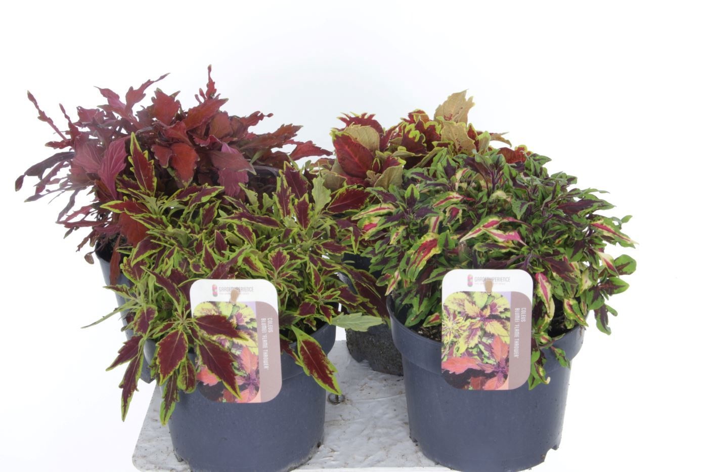 Coleus FlameThrower mix