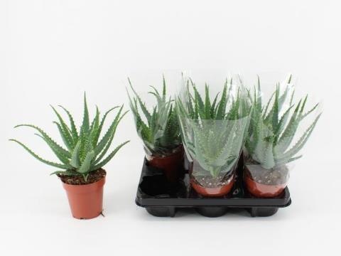 Aloe Arborescens 12P 35H