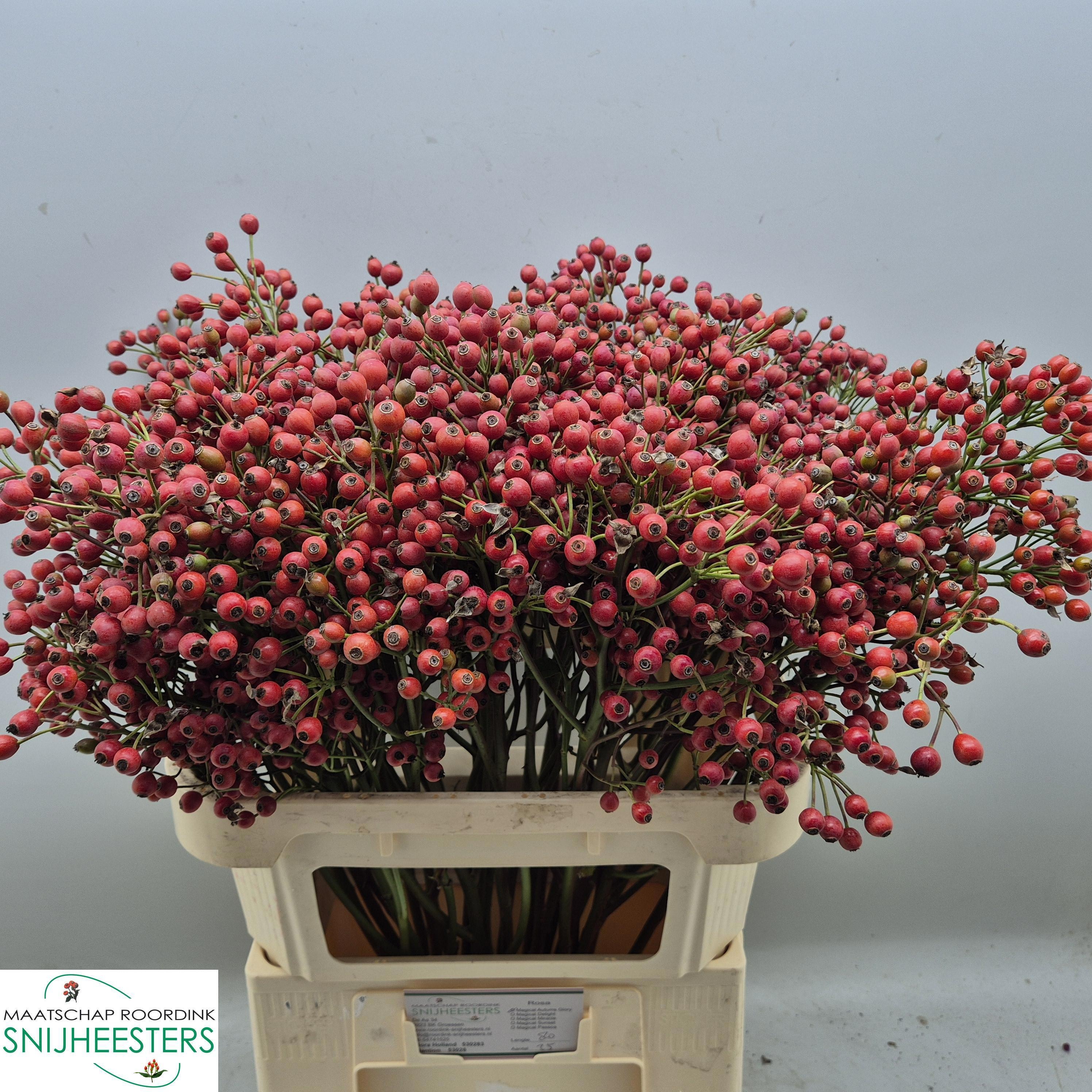 Rosa Mag Autum Glory 80cm