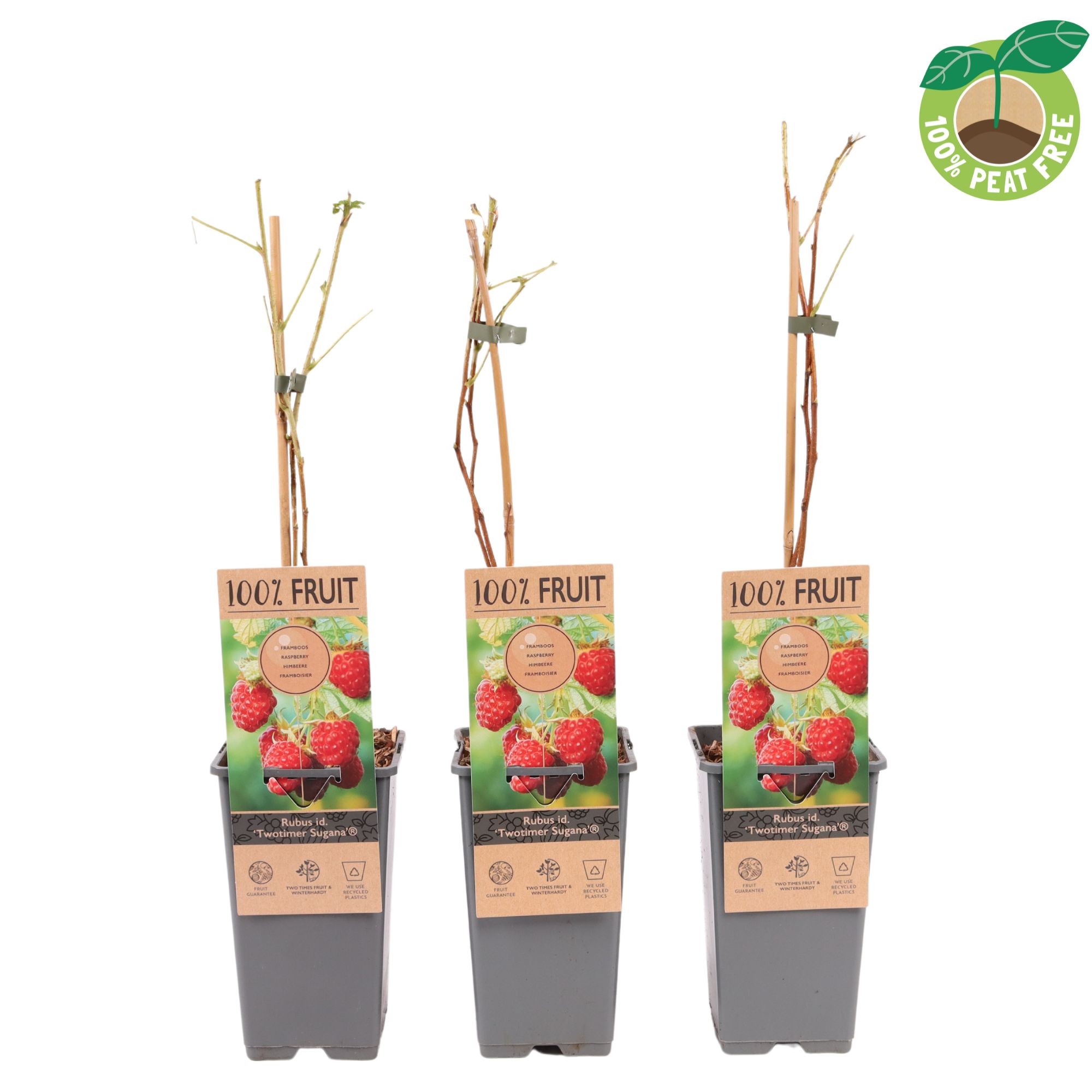 Picture of Rubus idaeus Twotimer (Red) P15 (2 Ltr/high)