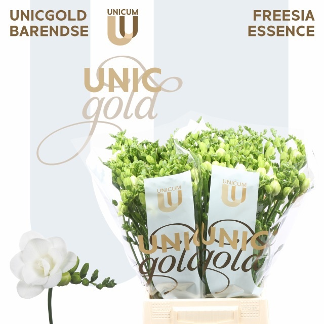 Freesia Double Essence 50cm 24gram