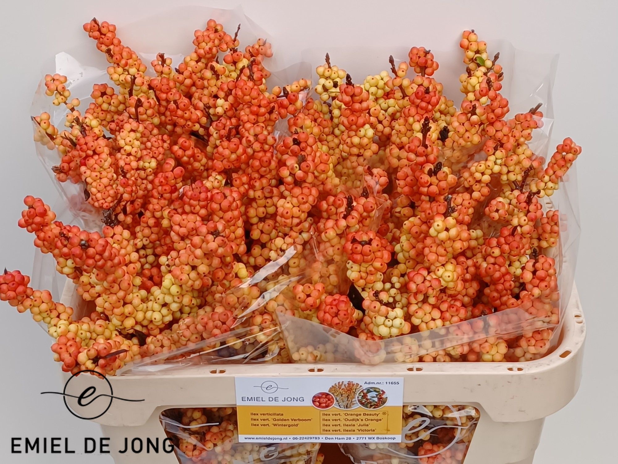 Ilex Ilexia Victoria 70cm