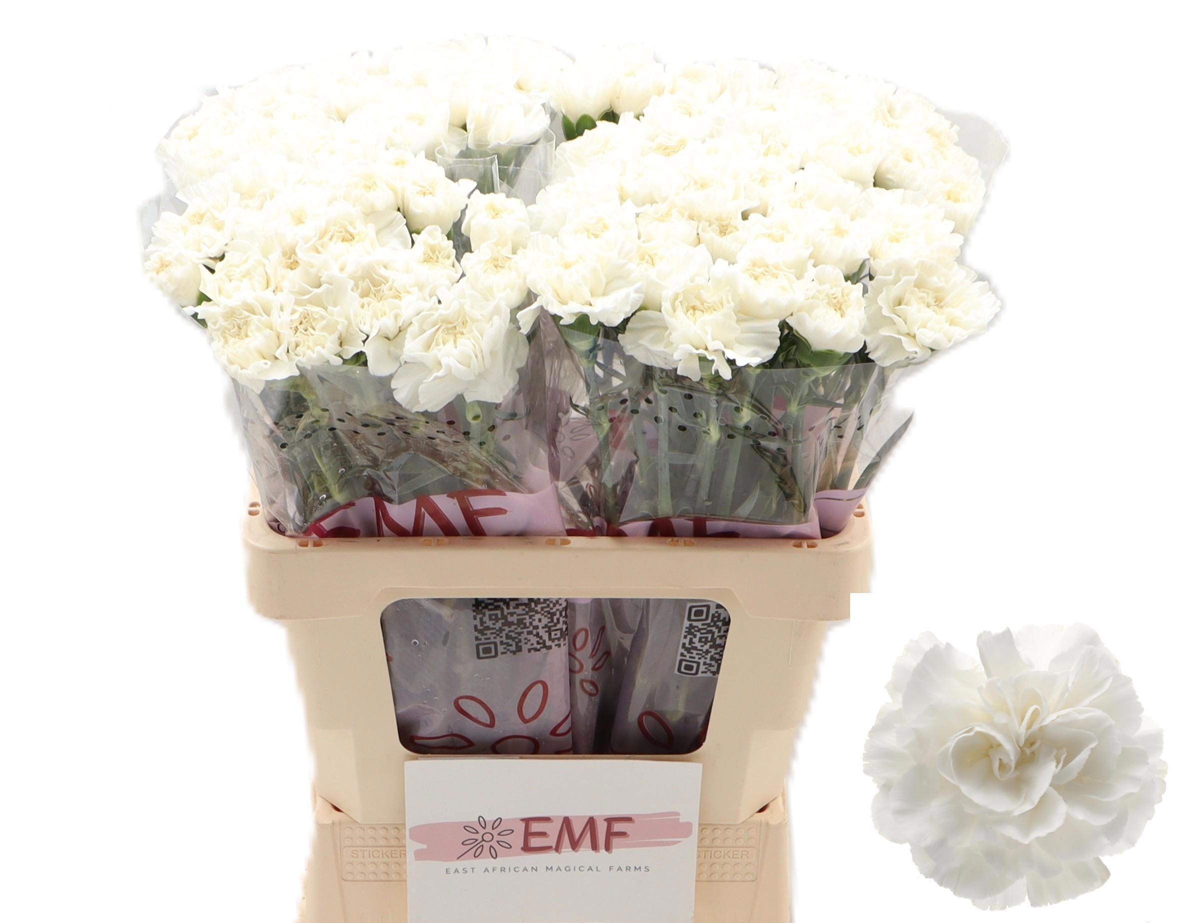 Dianthus St Everest 60cm