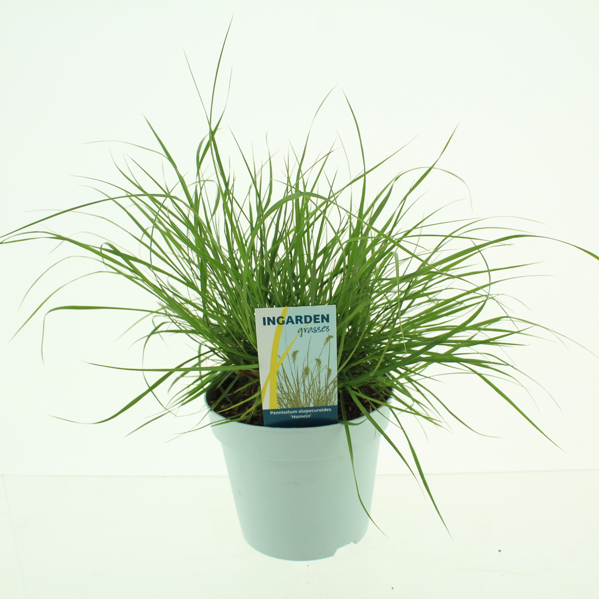 Picture of Pennisetum alopecuroides 'Hameln'