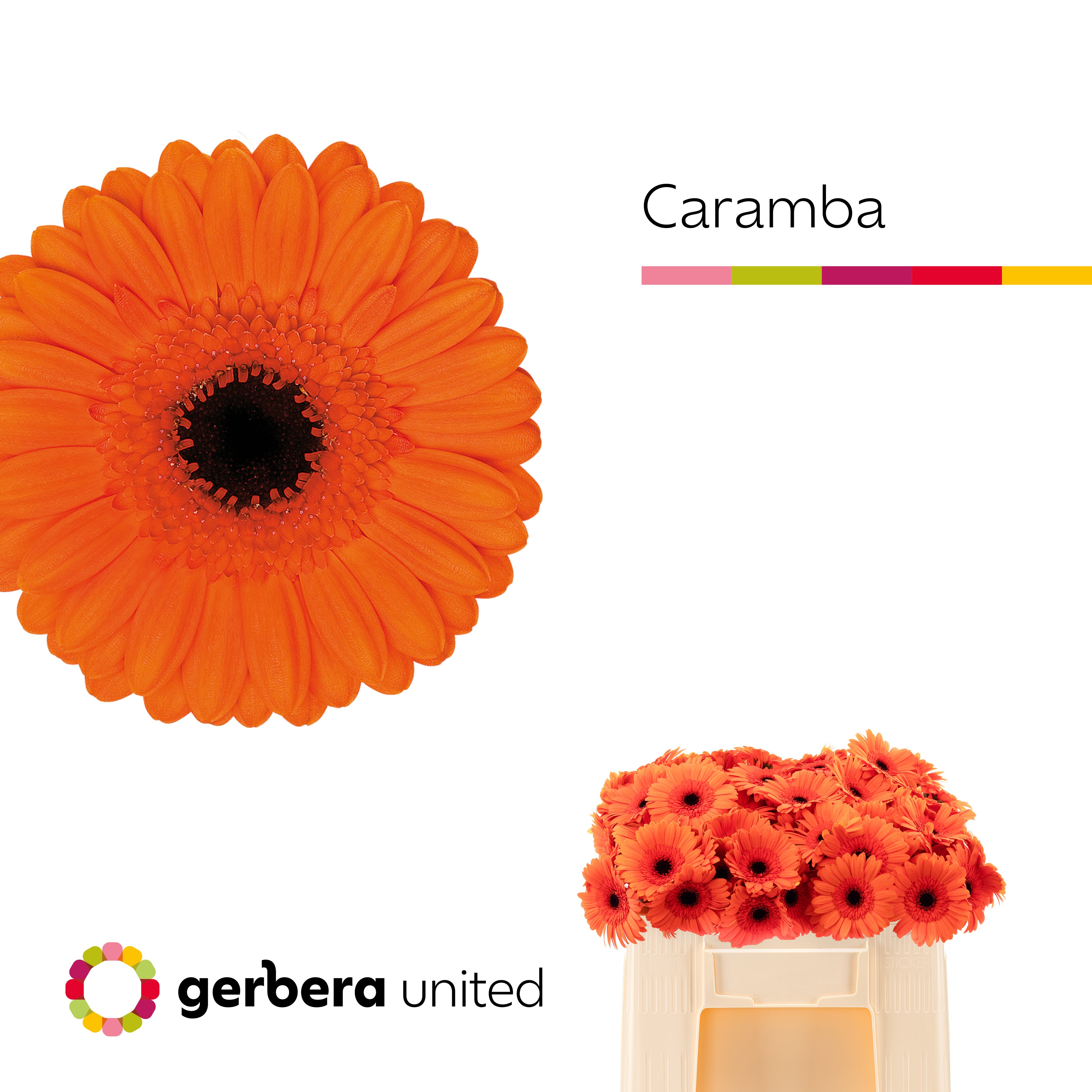 Ge Mi Caramba
