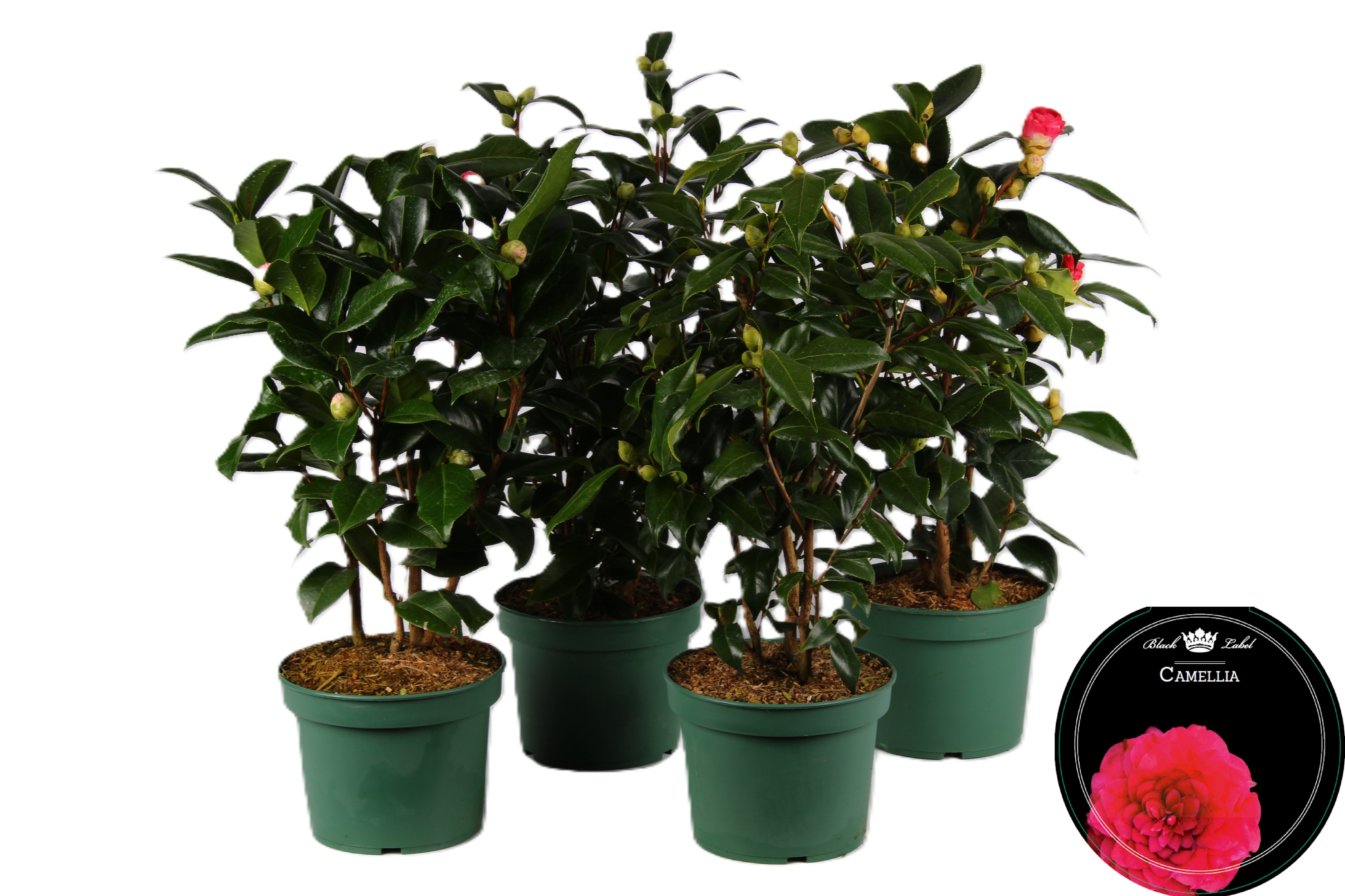 Picture of Camellia mixed-shelf