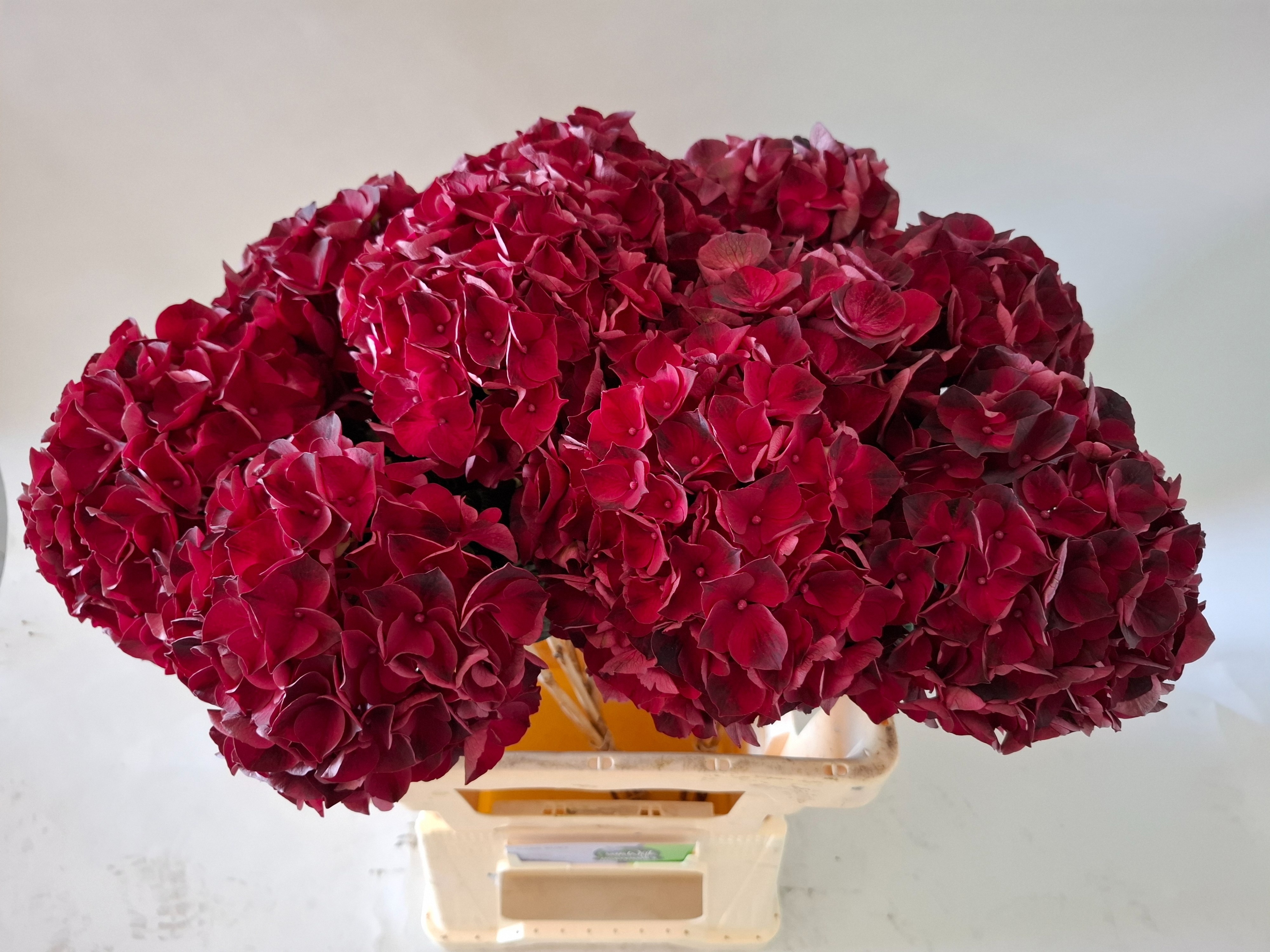 Hydr M Mag Dark Ruby