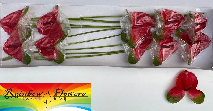 Anthurium Mars 15Ø