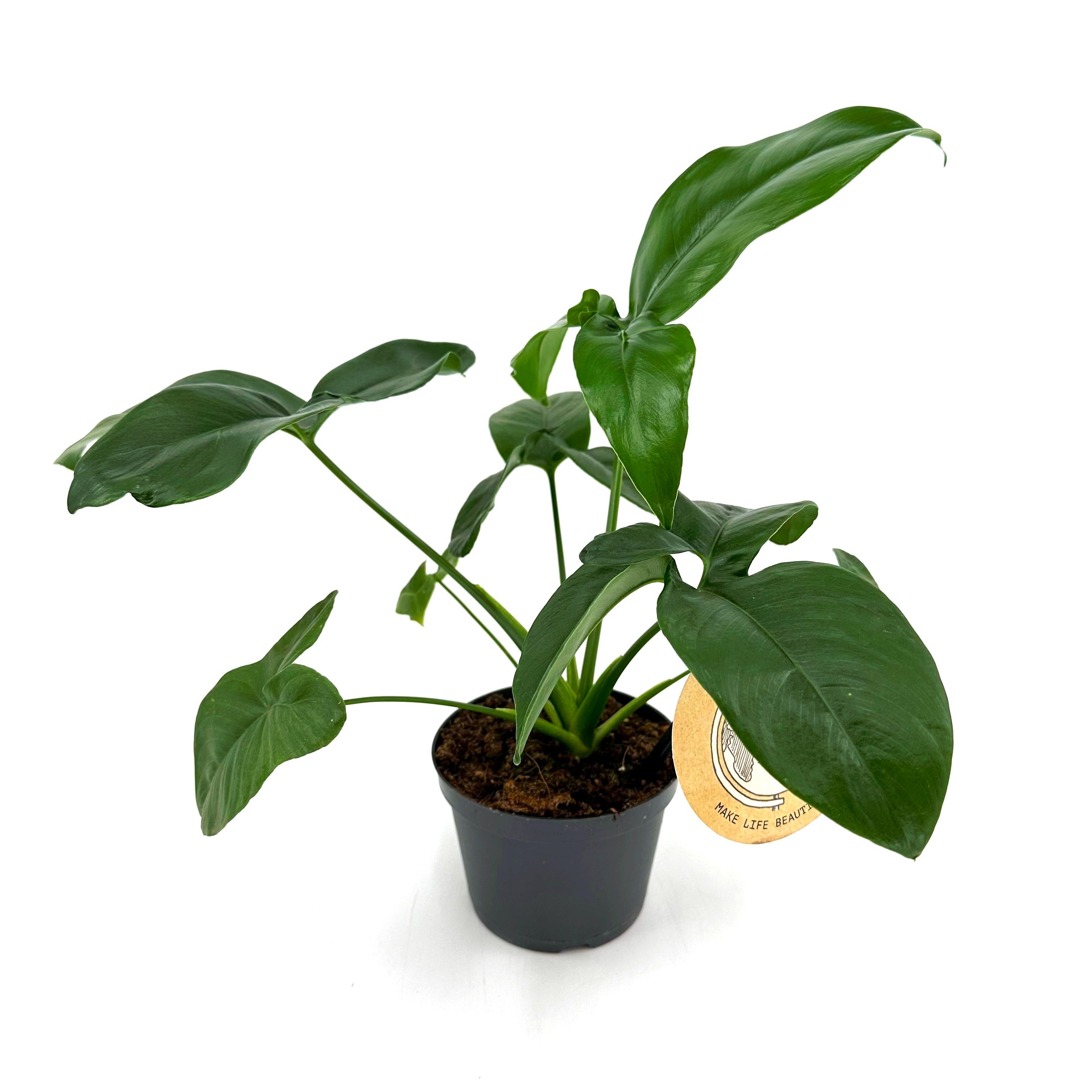 Philodendron Dino Feet | Hamiplant