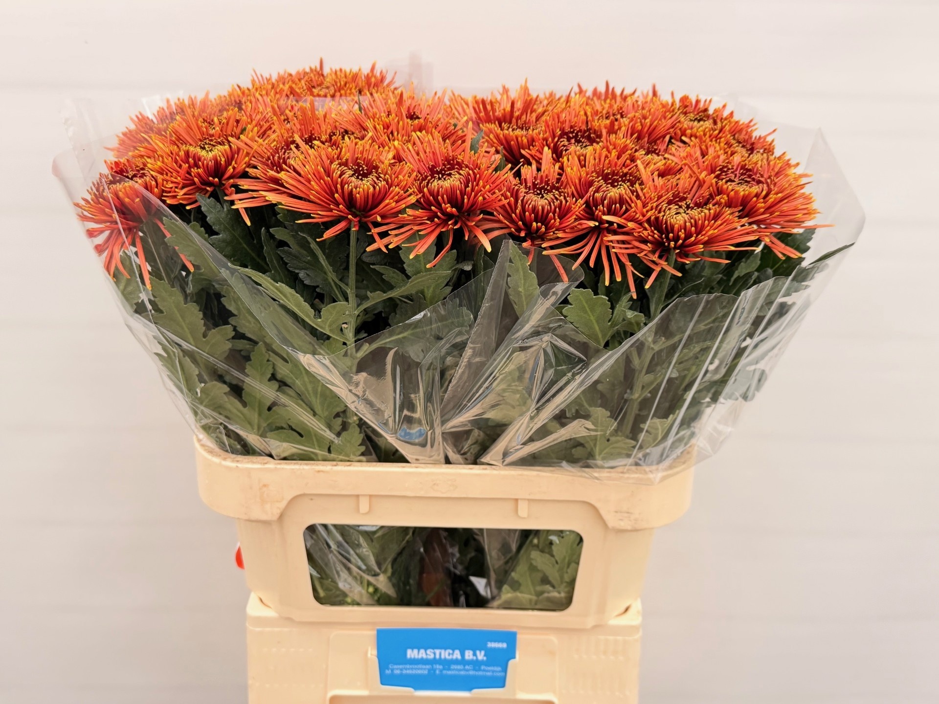 Chr G Tula Copper 80cm 75gram