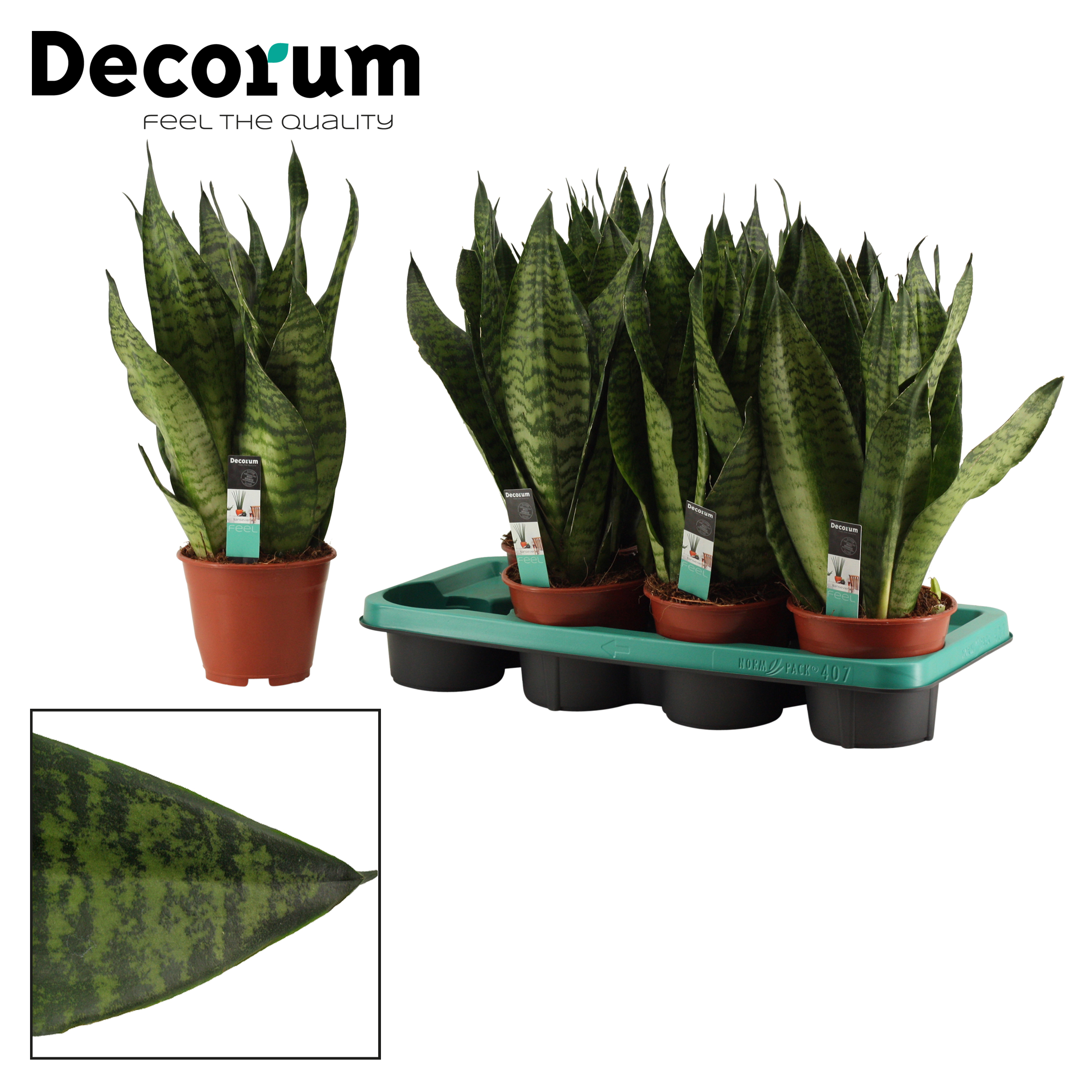 Picture of Sansevieria Super Green 14 cm (Decorum) P14 40CM