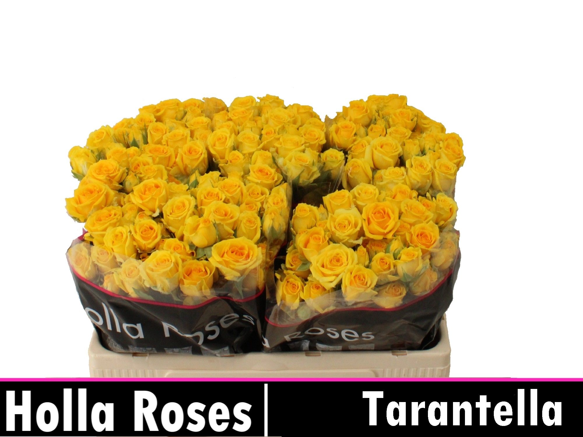 Rosa Spr Tarantella 50cm