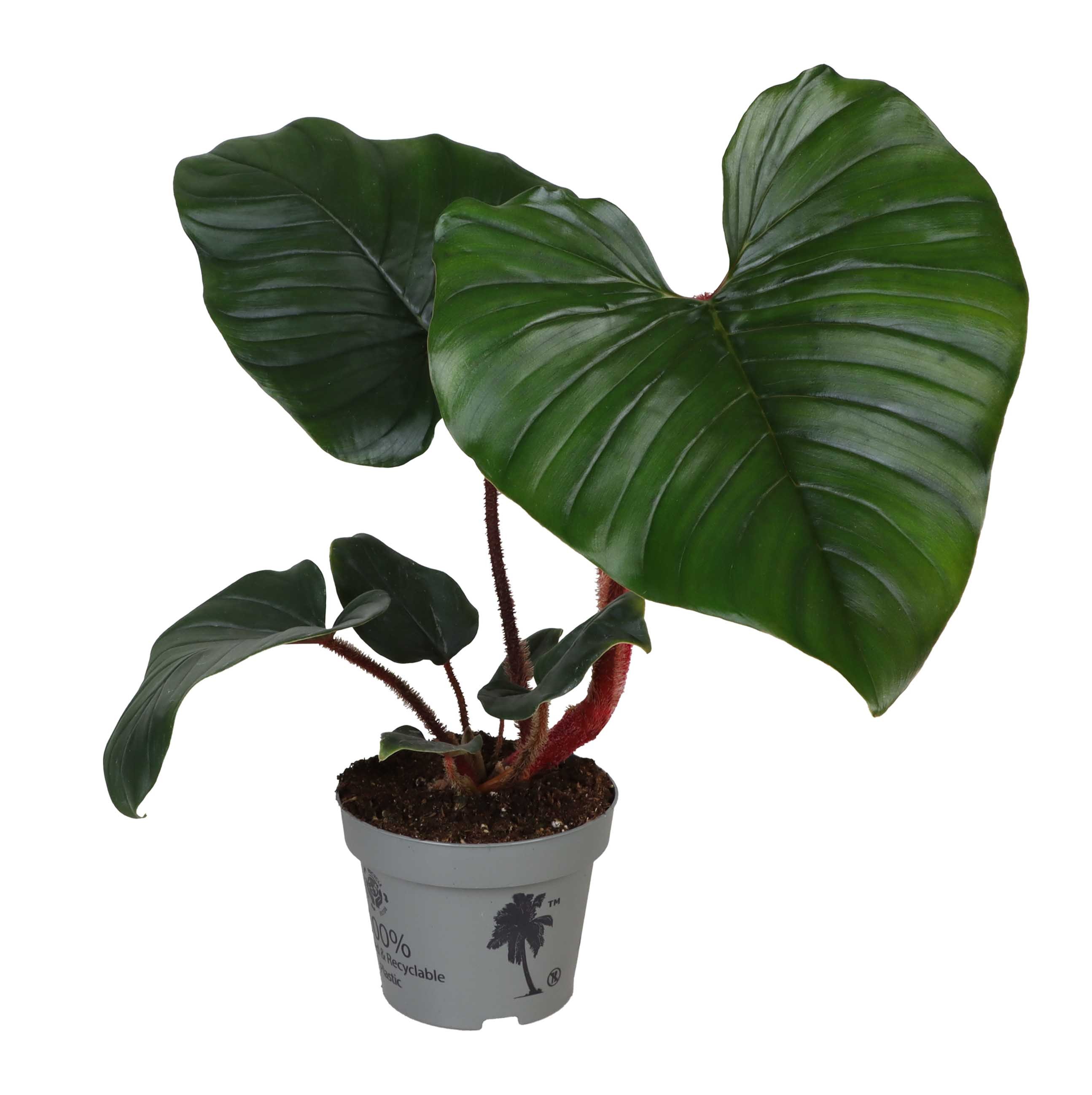 Picture of Philodendron Squamiferum x Serpens P12 25CM