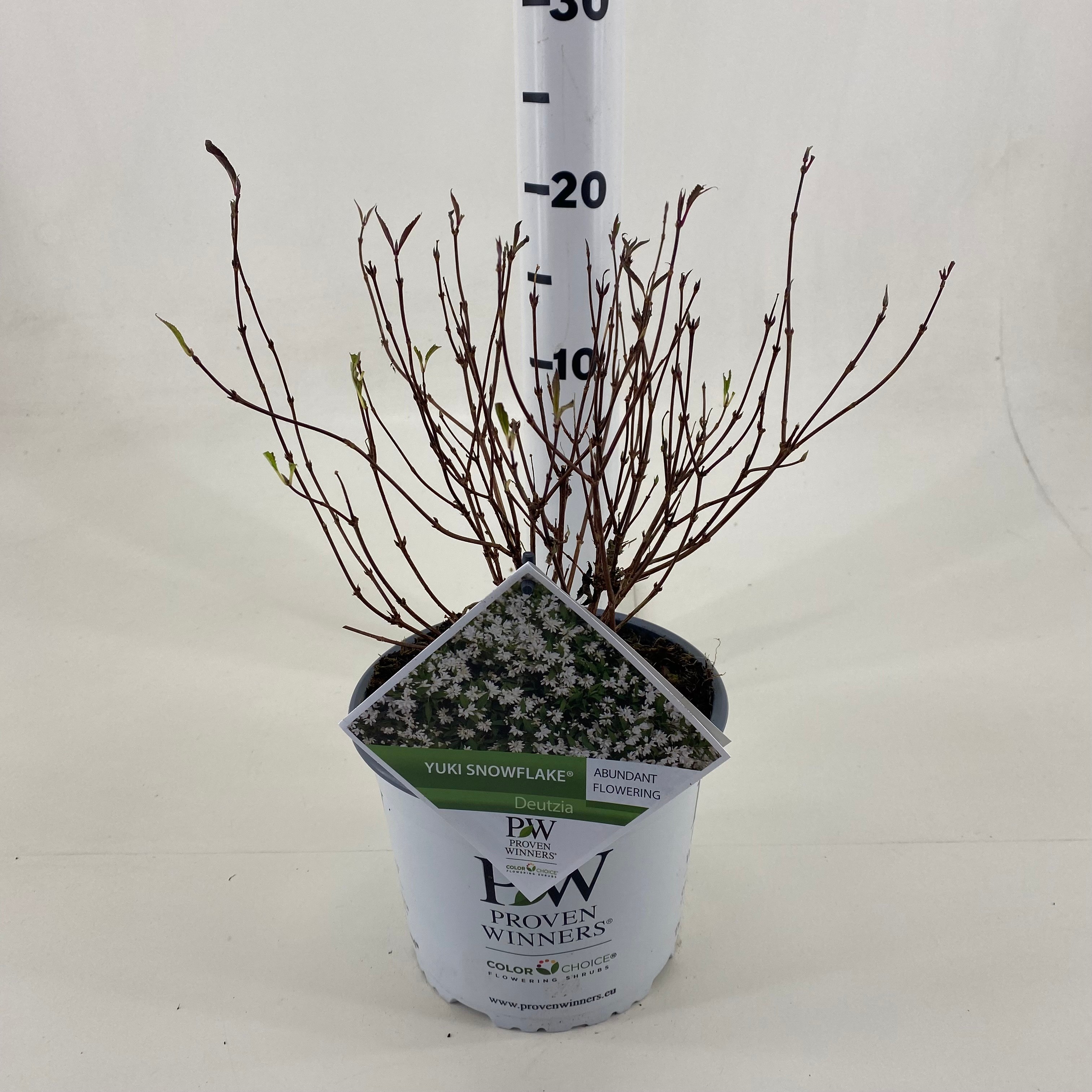 Picture of Deutzia NCDX1 Yuki Snowflake ® P19 (3 Ltr) (LOOSE)