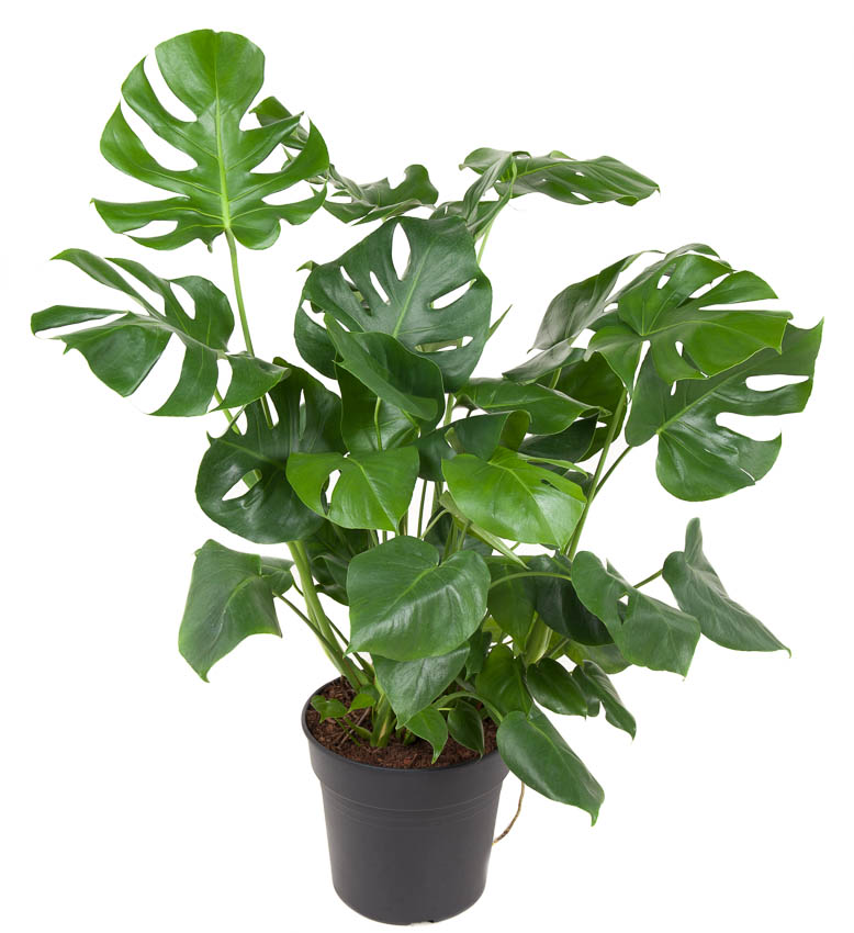 Picture of Monstera deliciosa bush P30 90cm (LOOSE)