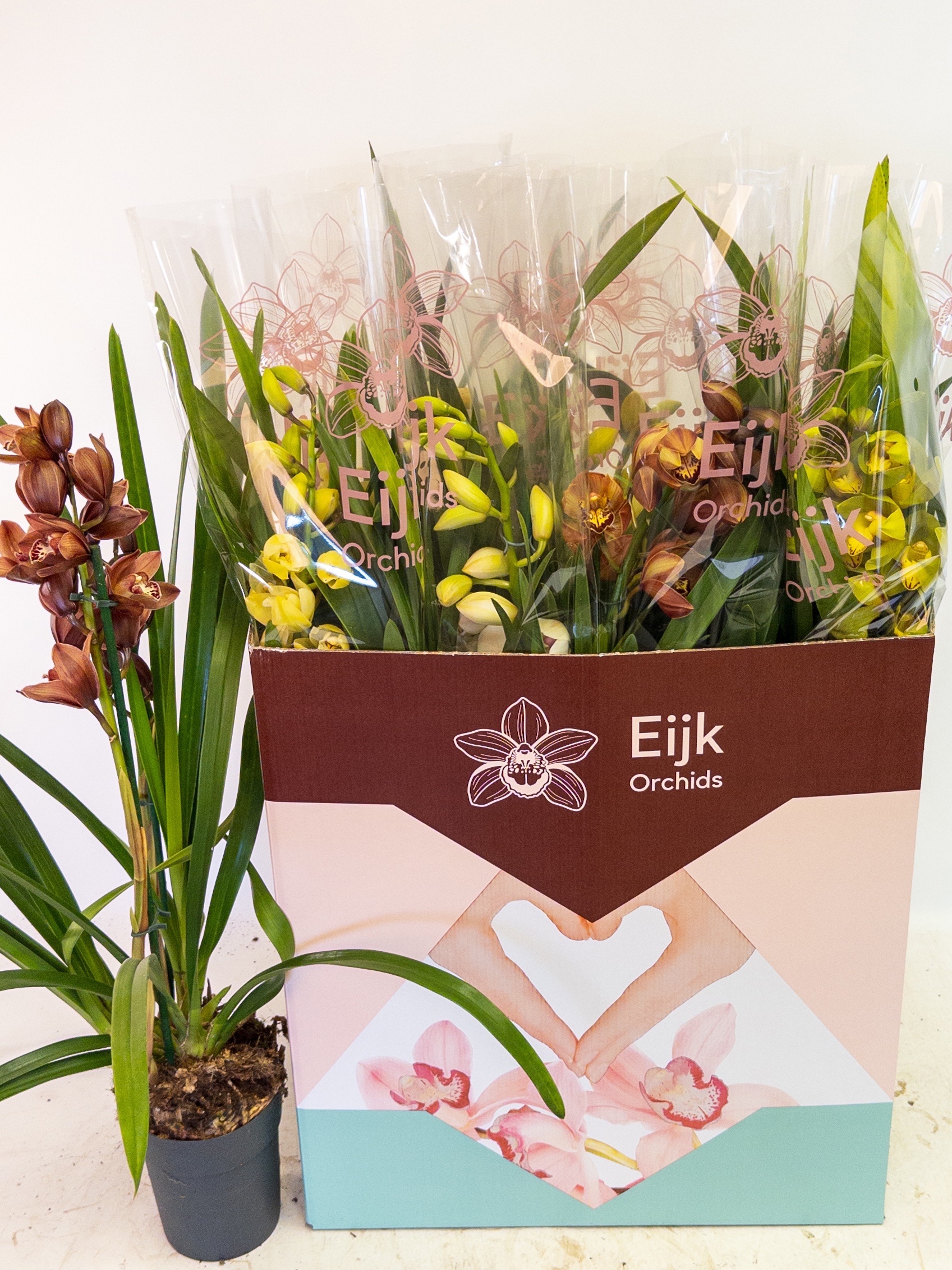 Cymbidium Asst Sp Orchids