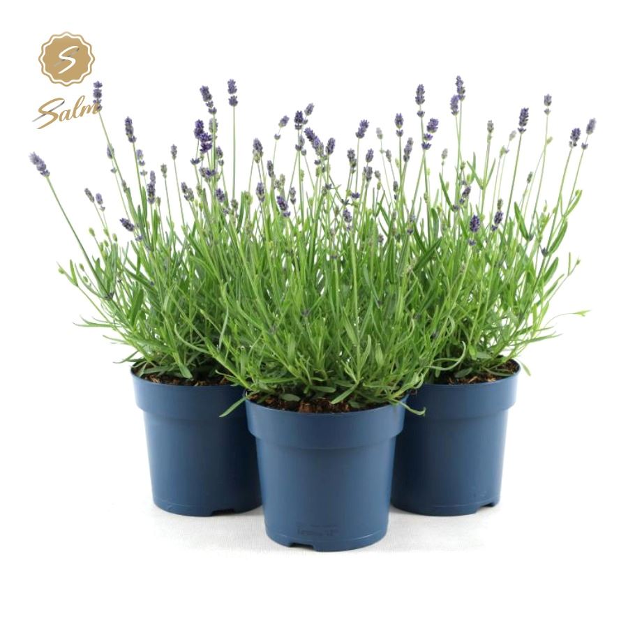 Picture of Lavandula ang. 'Felice'® Collection P15