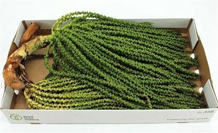 Caryota Mitis 45cm