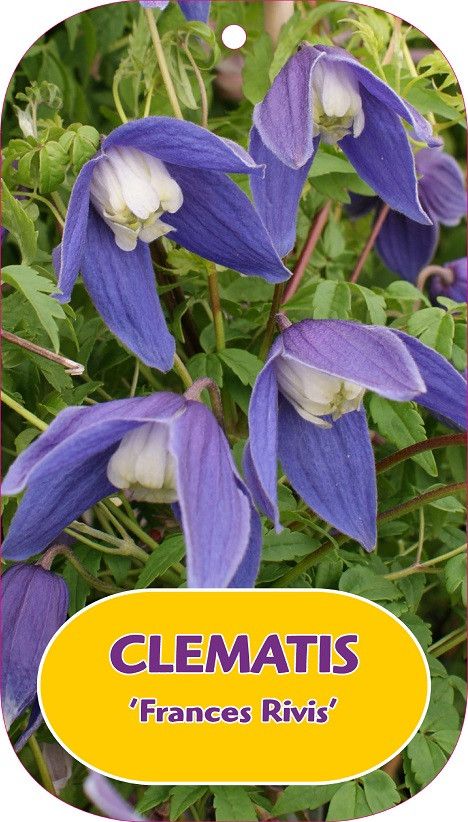 Clematis 'Frances Rivis'