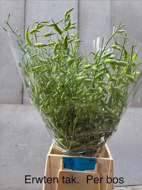 Overig Cutflowers 50cm