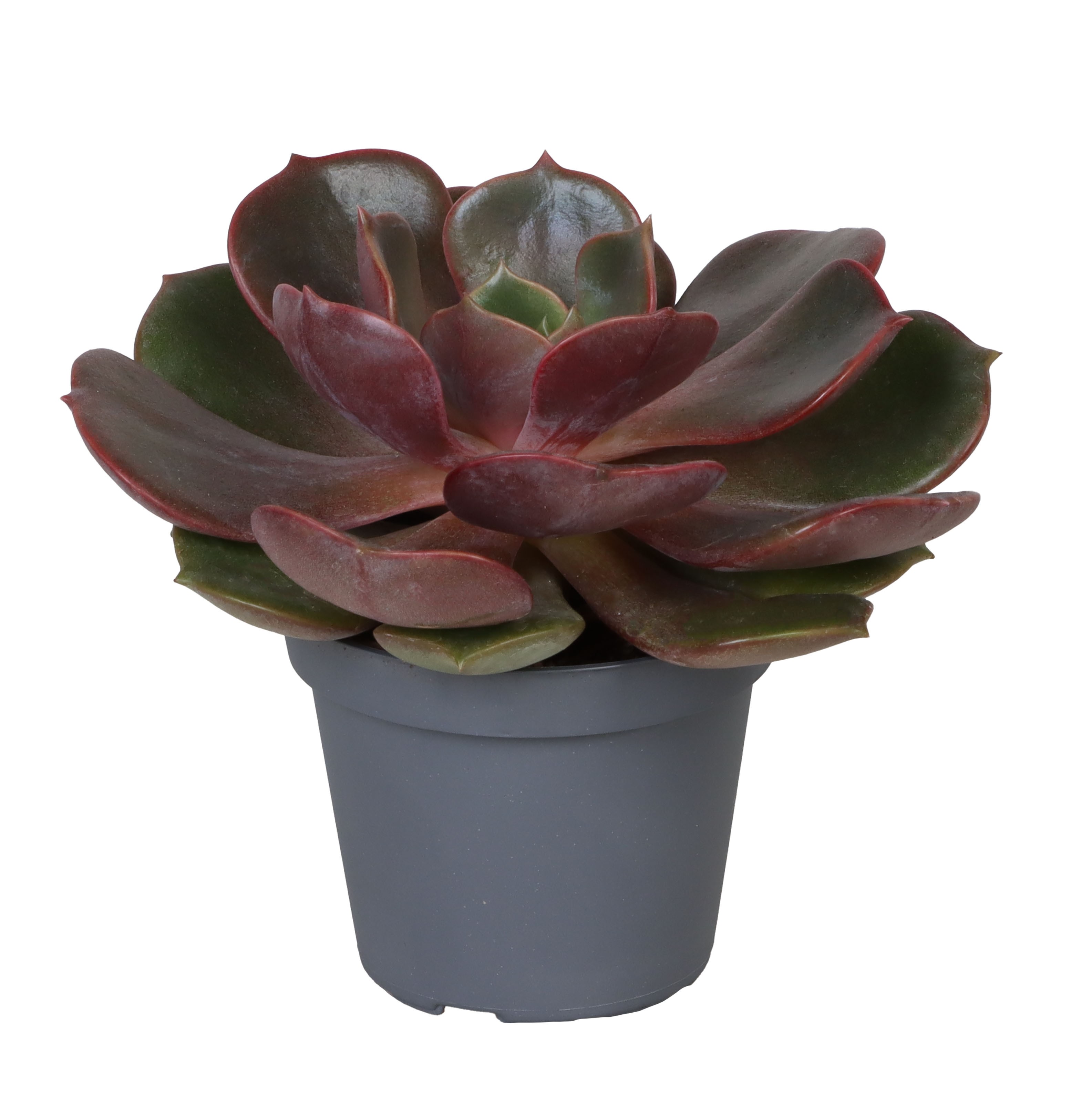 Picture of Echeveria Mont P6 10CM