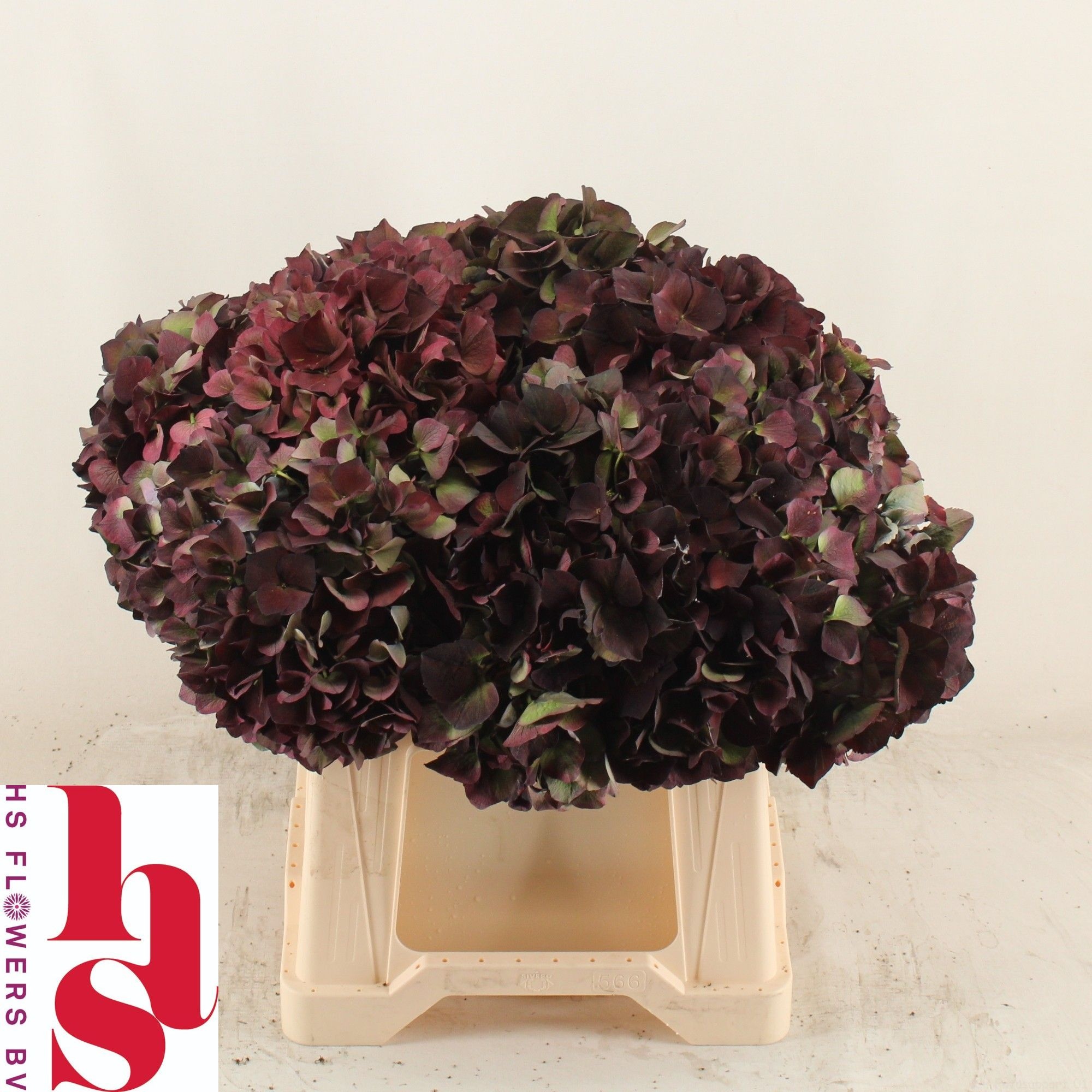 Hydrangea Ruby Pink Classic 40cm 15Ø