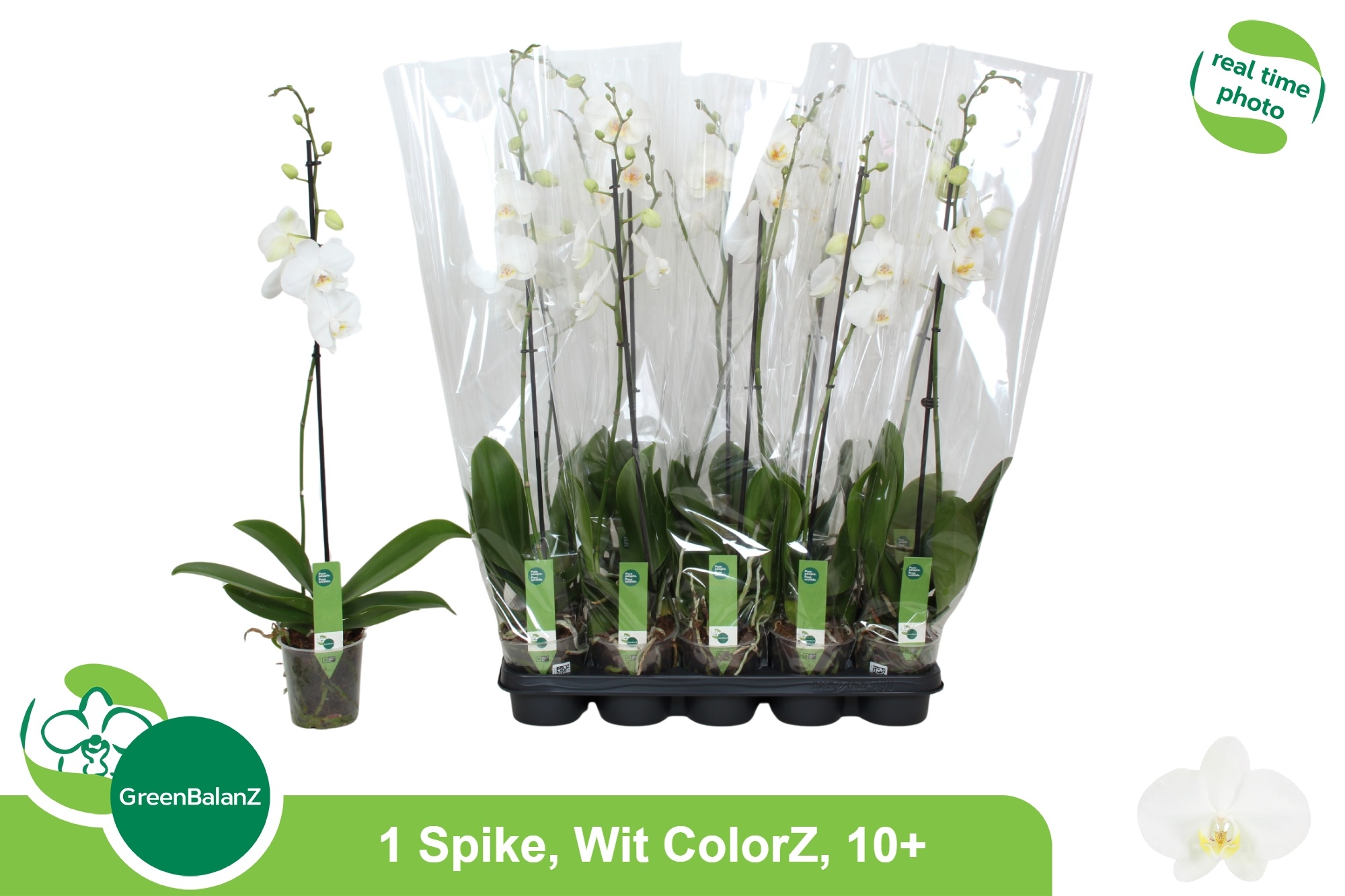 Phalaenopsis White 2 Stem 12Ø 75cm