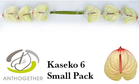 Anth A Kaseko
