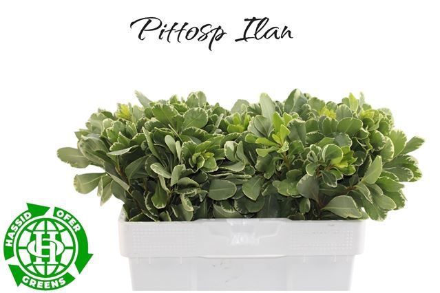 Pittosporum Ilan 40cm