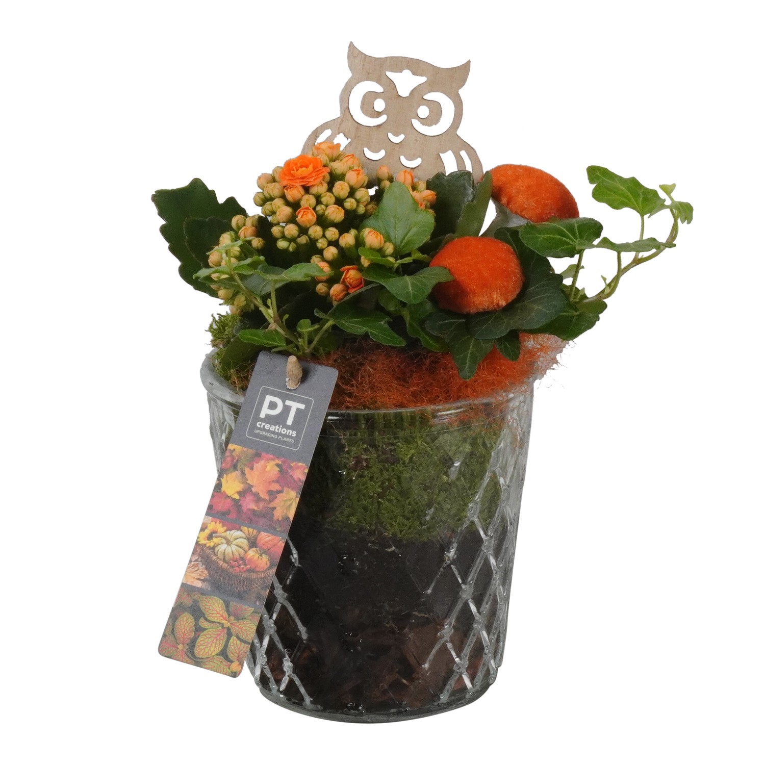 Picture of PTHG1713 Arrangement Autumn in glass vase P12 23cm