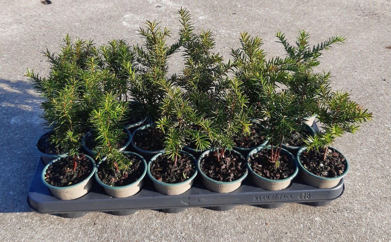 Taxus baccata
