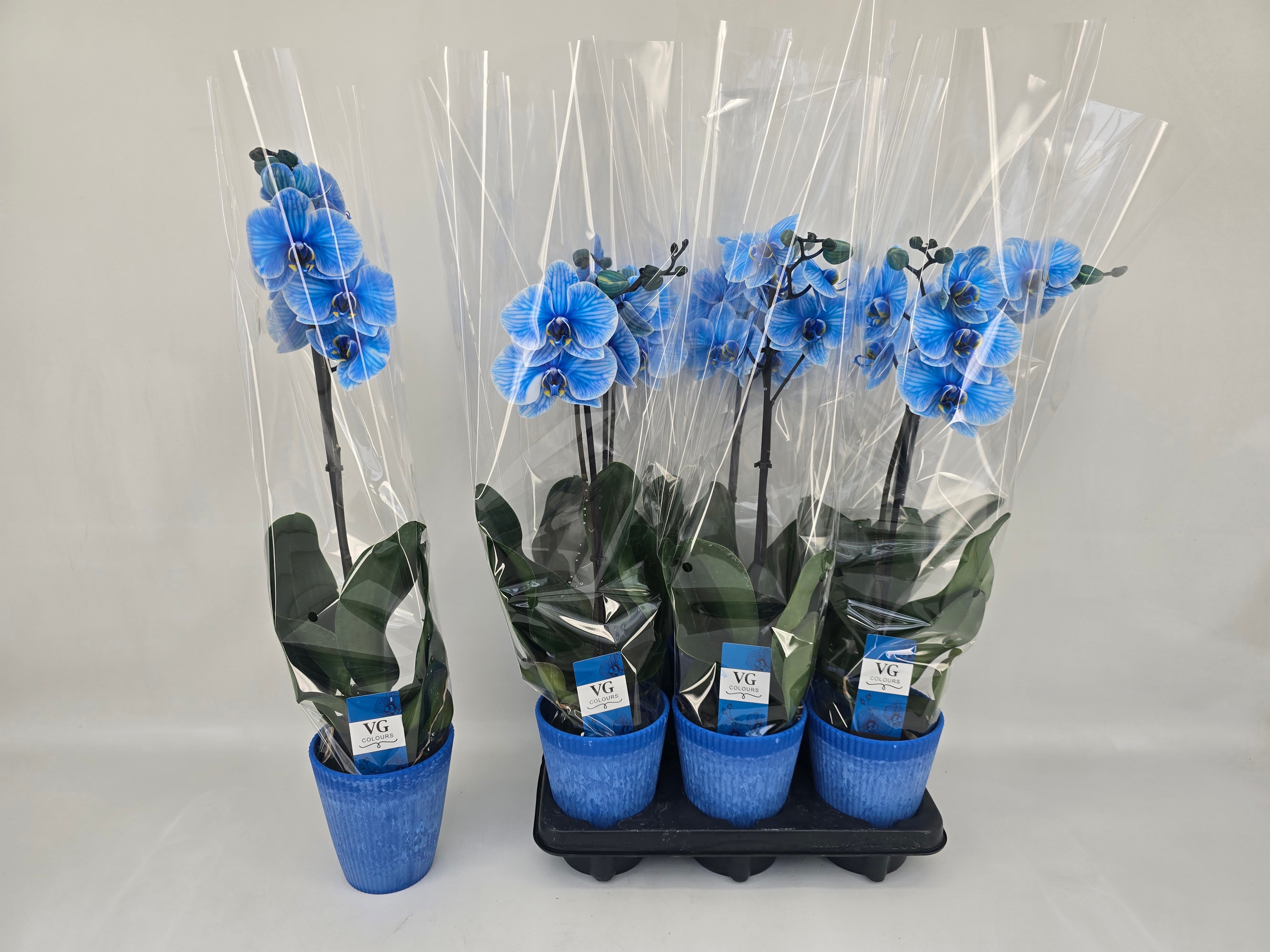 Phal Ov 12Ø 70cm