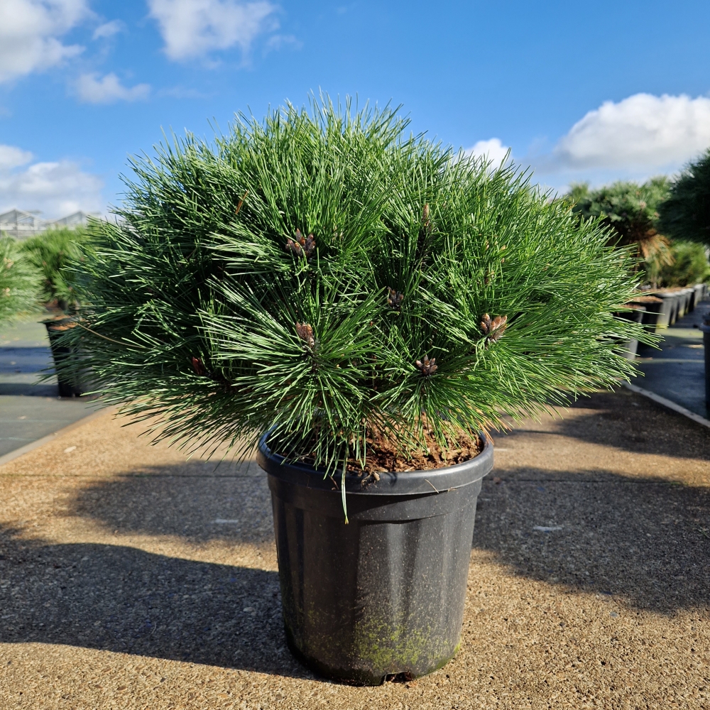 Picture of Pinus nigra Brepo C18 10/STD (LOOSE)