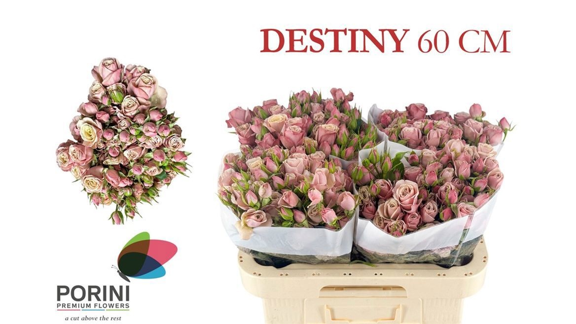 Rosa Spray Destini 60cm