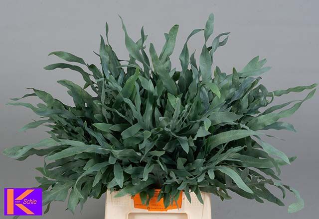 Cyrtomium Fort 50cm