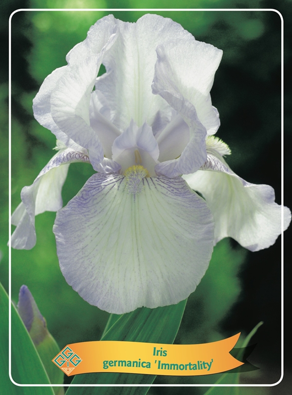 Picture of Iris germanica Mix 6x10 srt. per shelve P11