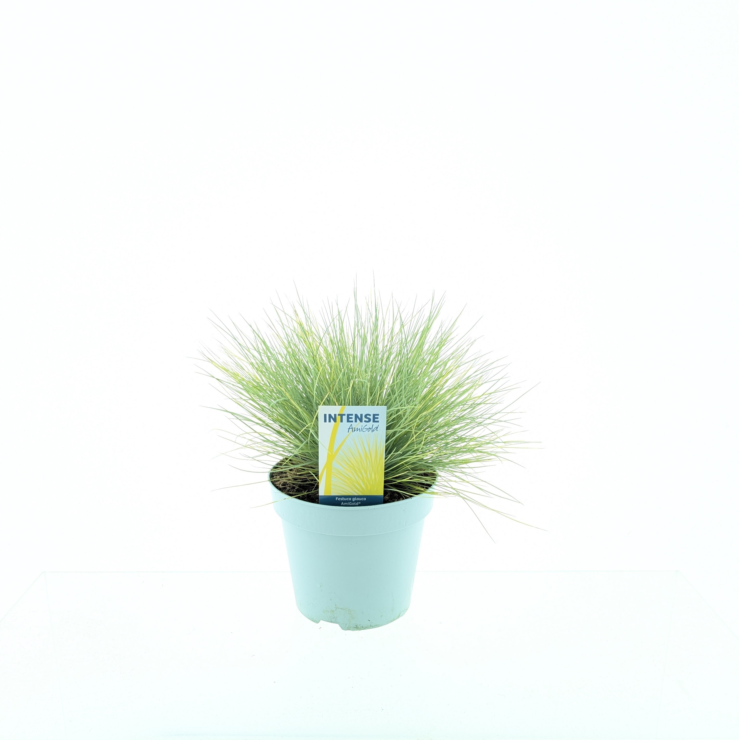 Picture of Festuca glauca AmiGold®
