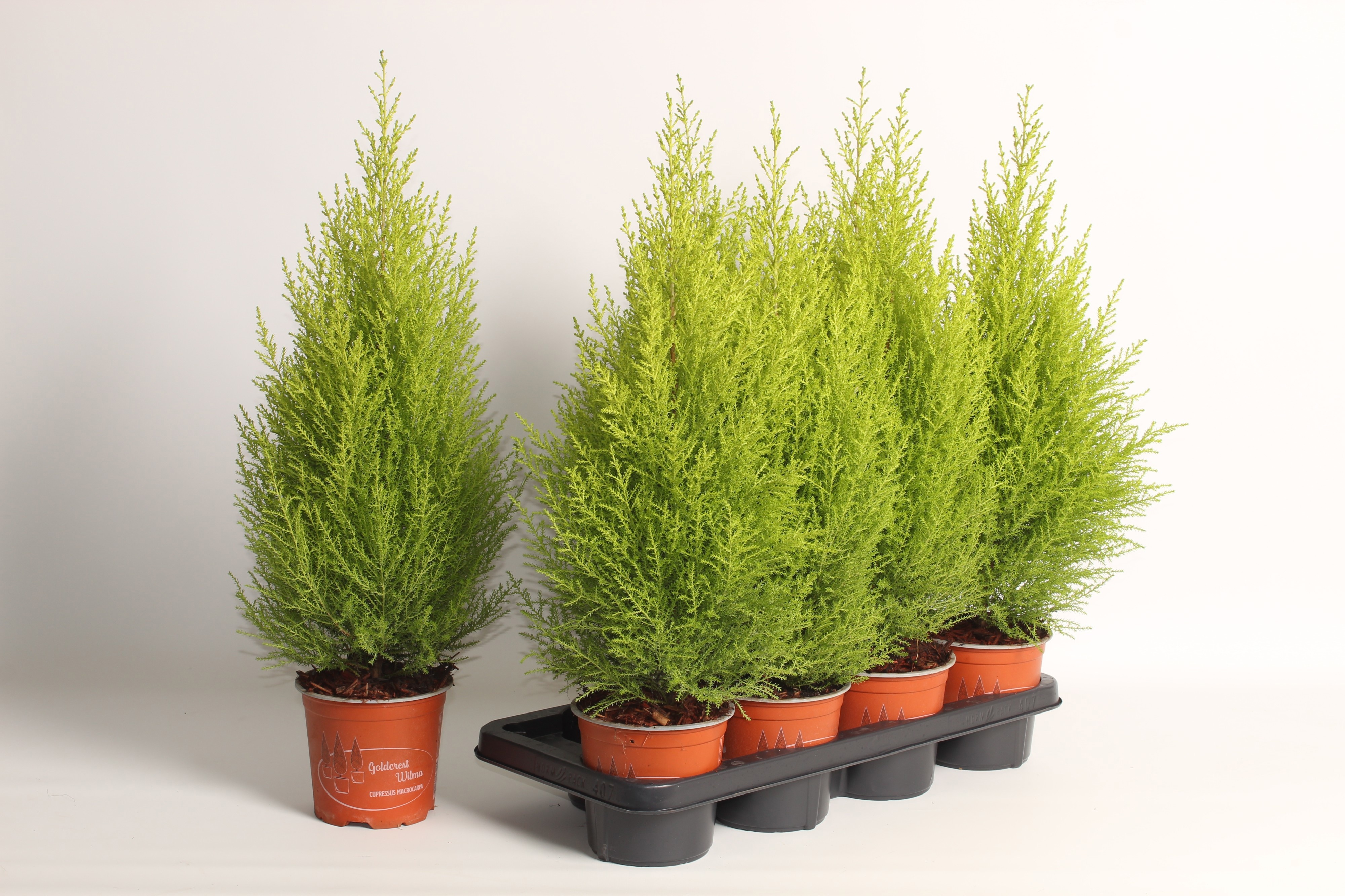 Cupr Ma Goldc Wilma 14Ø 65cm