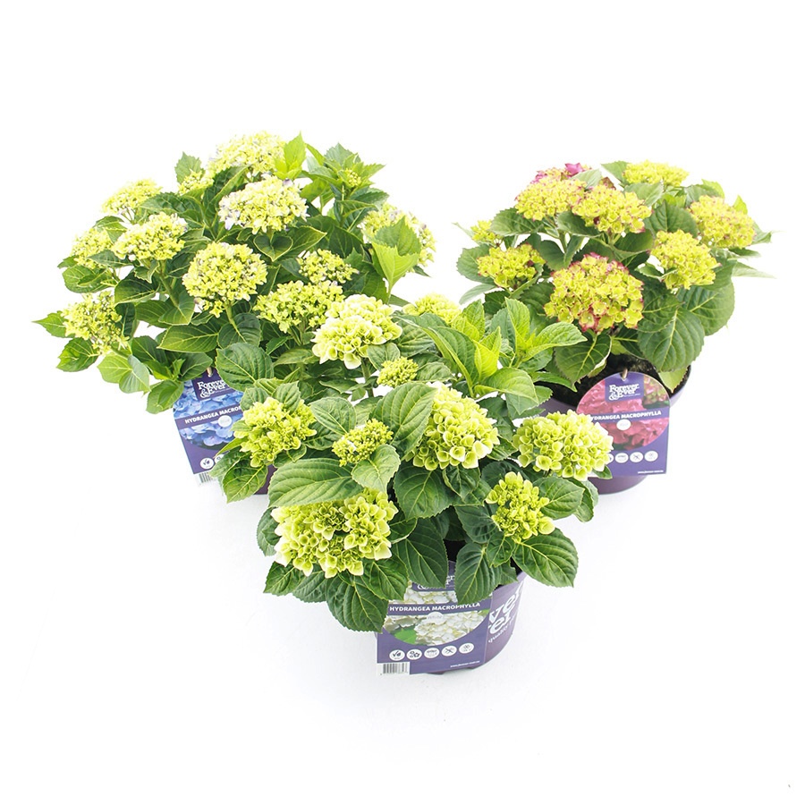 Hydrangea Macr. Forever & Ever® Mix C5 (23cm.) Kn.