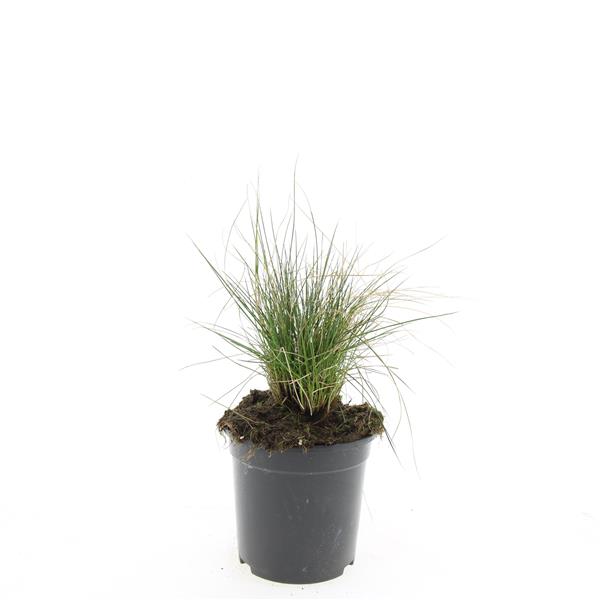 Picture of Festuca glauca Elijah Blue P14