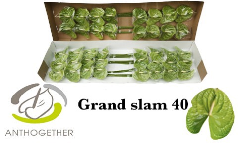 Anth A Grand Slam