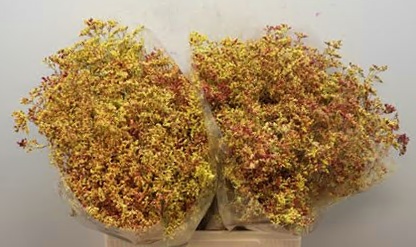 Limonium Painted 60cm 25gram